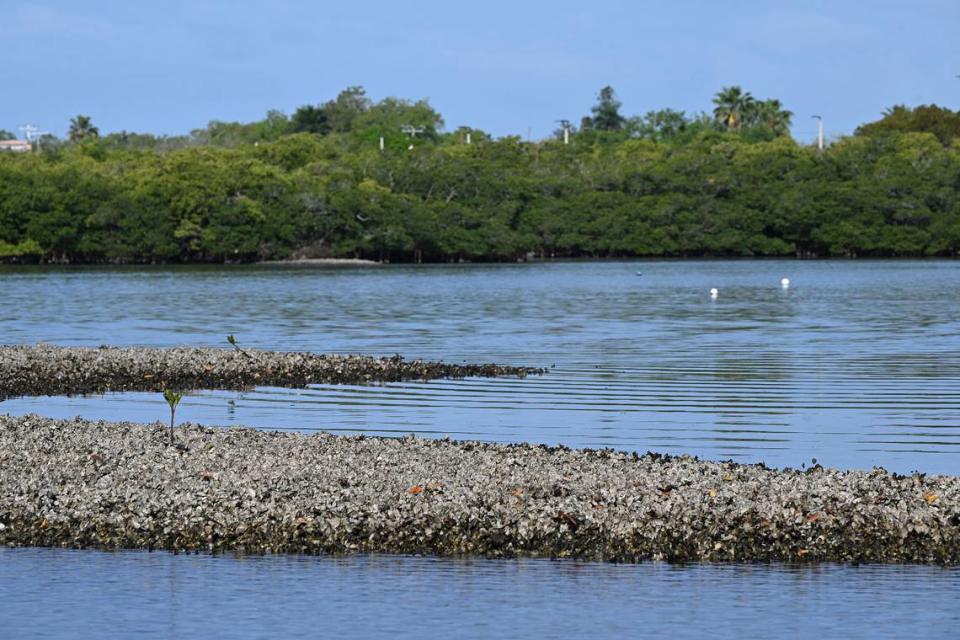 Damon Moore, founder and executive director of the Oyster River Ecology nonprofit, is working with Manatee County Government officials to restore shellfish and improve water quality in the Manatee River.