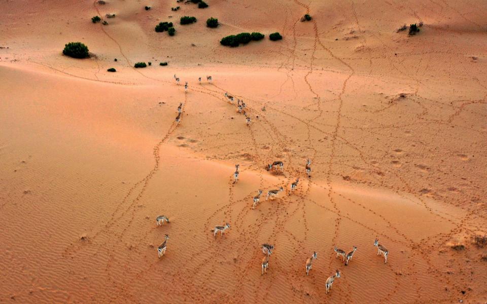 desert - KARIM SAHIB/Getty Images