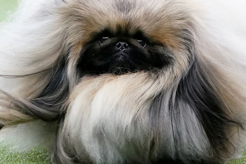 A Pekingese named Wasabi is judged at the 2020 Westminster Kennel Club Dog Show at Madison Square Garden in New York City