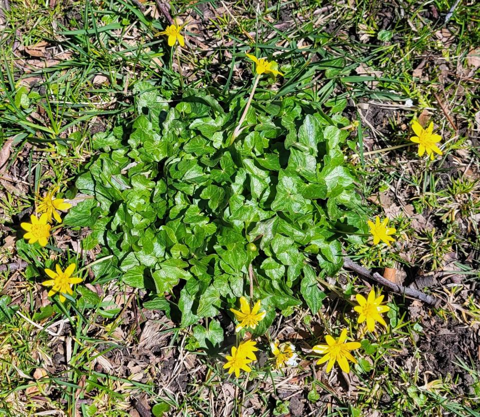 Lesser celandine is a spring ephemeral plant with shiny green leaves and glossy yellow flowers