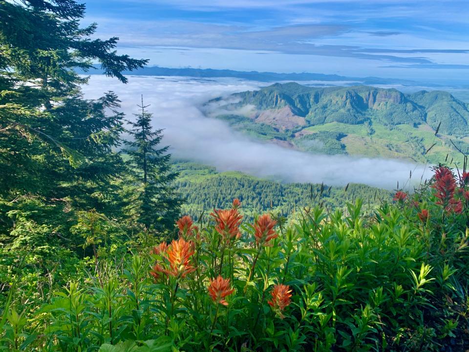 The hike up Saddle Mountain in the Coast Range offers old-growth forest, wildflower meadows and sweeping views from the Pacific Ocean to the Oregon Cascade volcanoes.
