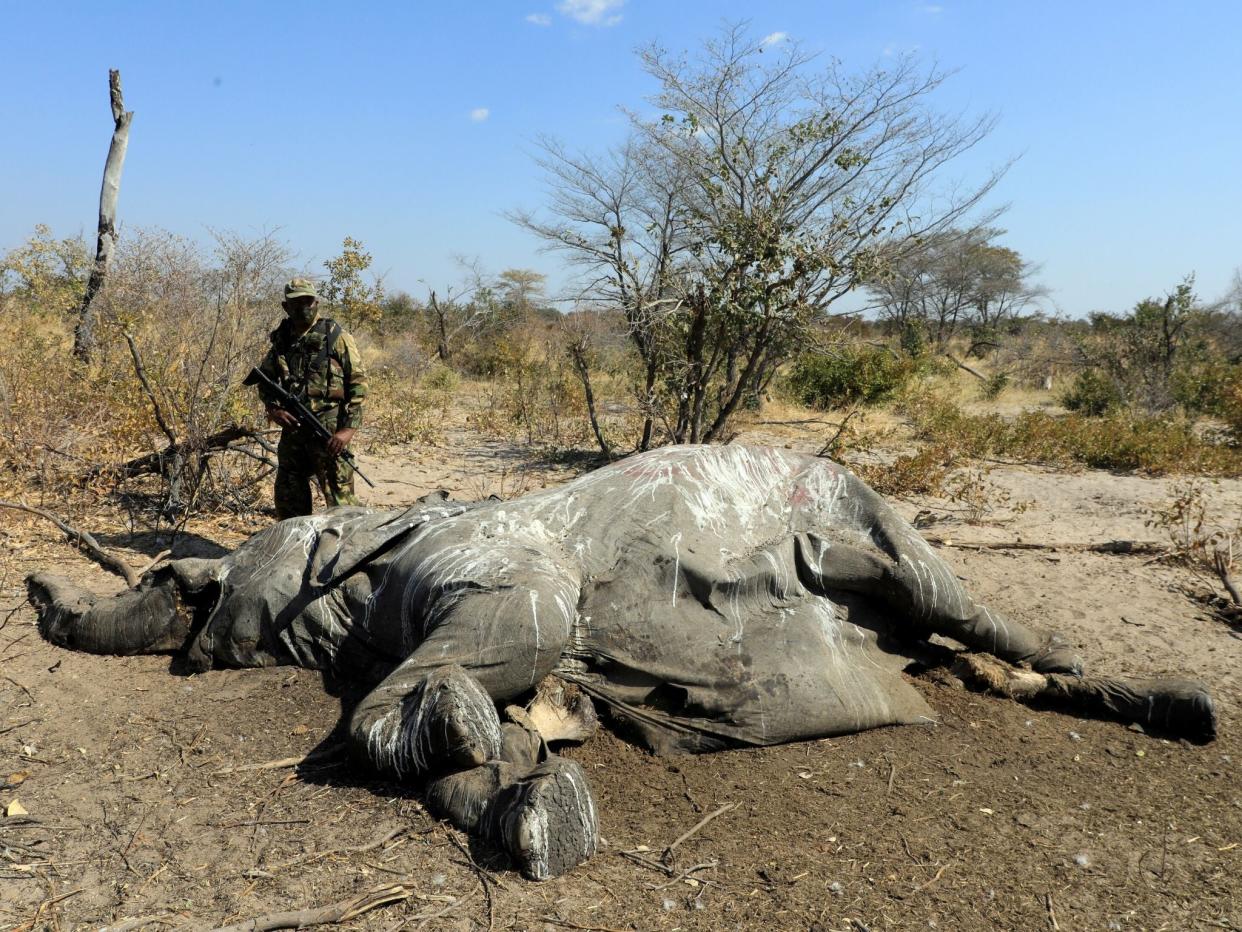 A member of the Botswana Defence Force Anti-Poaching Unit stands over an elephant carcass found near Seronga, in the Okavango Delta on 9 July: Reuters