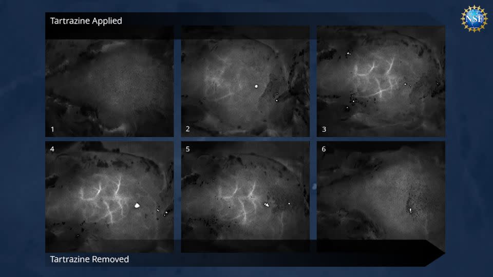 Time-lapse images of blood vessels in the brain just below the skull of an anesthetized mouse are revealed by staining the tissues with FD&C Yellow No. 5, a food dye also known as tartrazine. The process does not involve any surgery, incisions, or damage to the mouse's bone or skin. - US NSF