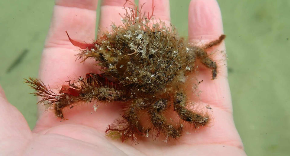 A decorator crab on Alison's hand. Source: Supplied