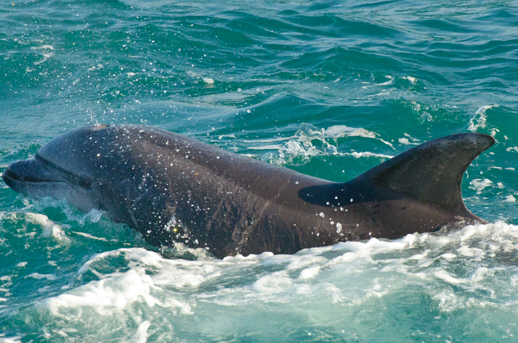 <em>Experts were able to define a distinct group of 28 bottlenose dolphins that were resident throughout the year,</em>