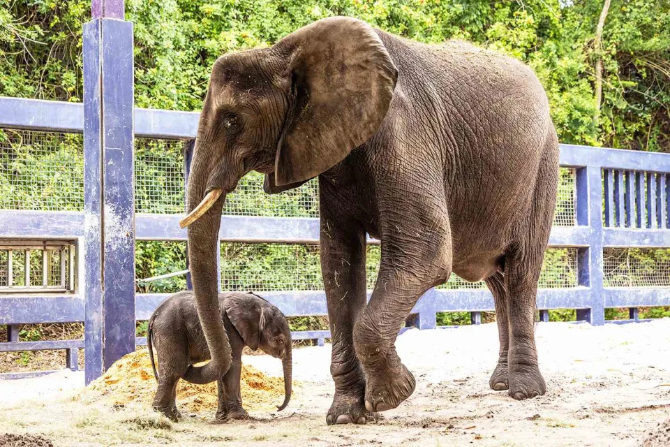 <p>Olga Thompson/Disney</p> Corra the baby African elephant makes her public debut at Walt Disney World