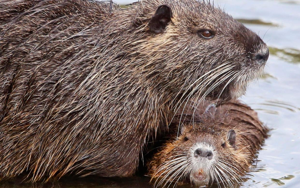 Coypu - also known as nutria - are native to South America but have thrived in Europe and the US - AP