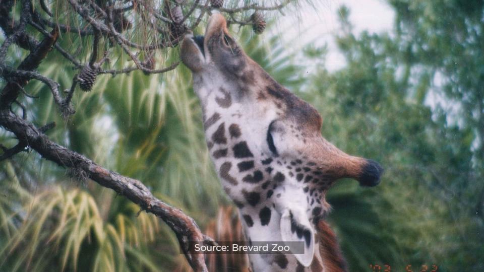 Brevard Zoo’s Rafiki the giraffe is celebrating his 25th birthday on Wednesday.