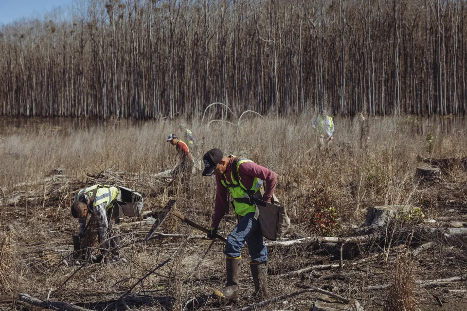 A hand-planting crew plants poplar trees in Vidalia, Ga., Feb. 13, 2023. (Audra Melton/The New York Times)