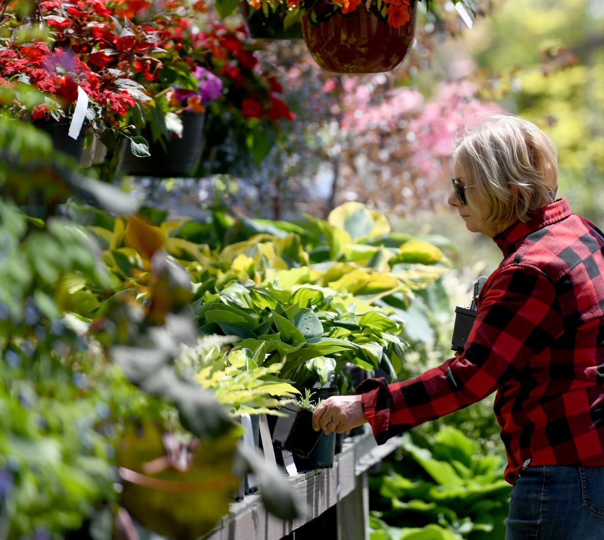 Laurie Weaver of New Franklin selects plants at Rohr & Sons Nursery & Garden Center on Portage Street in Jackson Township.