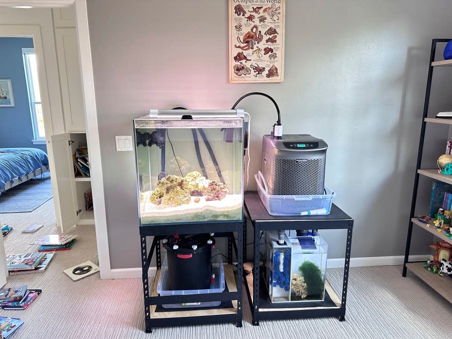 This undated photo taken by Cameron Clifford, shows the water tank where Terrance, the pet octopus his son Cal adopted at their home in Edmond, Okla. The family soon learned that Terrance was female as she laid 50 eggs that later hatched, with nearly half of them surviving. Although female octopuses usually die soon after laying their eggs, Terrance is still alive four months later. (Cameron Clifford via AP)