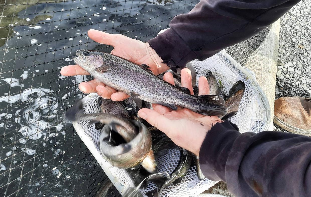 A worker holds a trout at Reynoldsdale State Fish Hatchery in Pennsylvania.