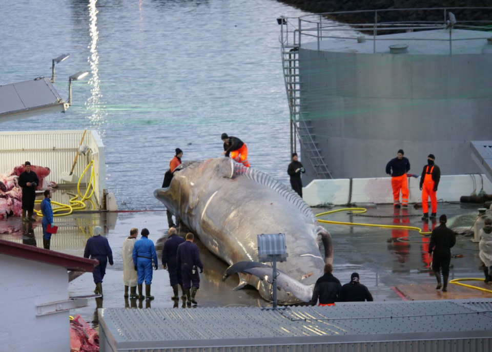 The whale was captured and brought to a port in Hvalfjordur (Hard to Port)