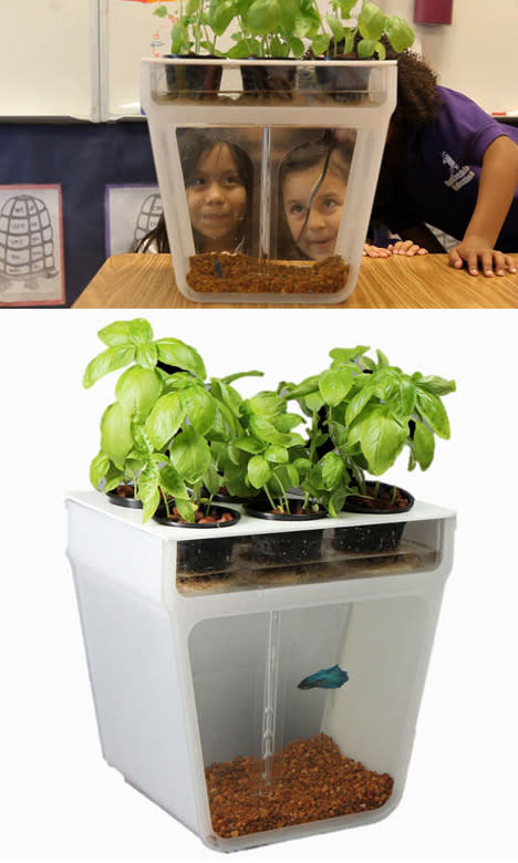 Self-Cleaning Fish Tank + Garden Turns Waste to Fertilizer