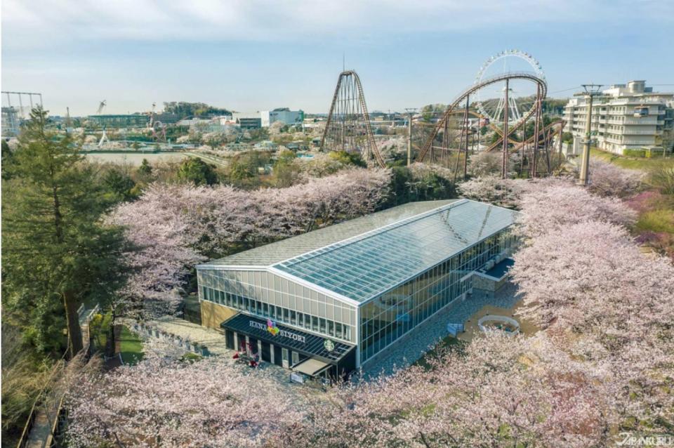 美花室星巴克！2020東京打卡新景點 讀賣樂園HANA・BIYORI數位娛樂型植物園