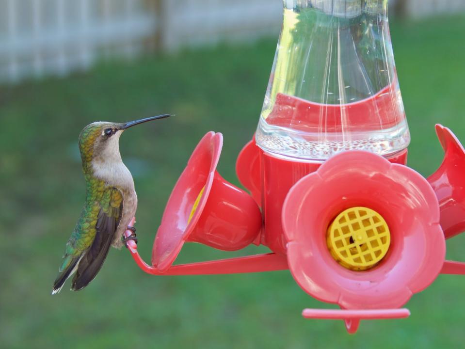 Hummingbird perched next to a port on a hummingbird feeder