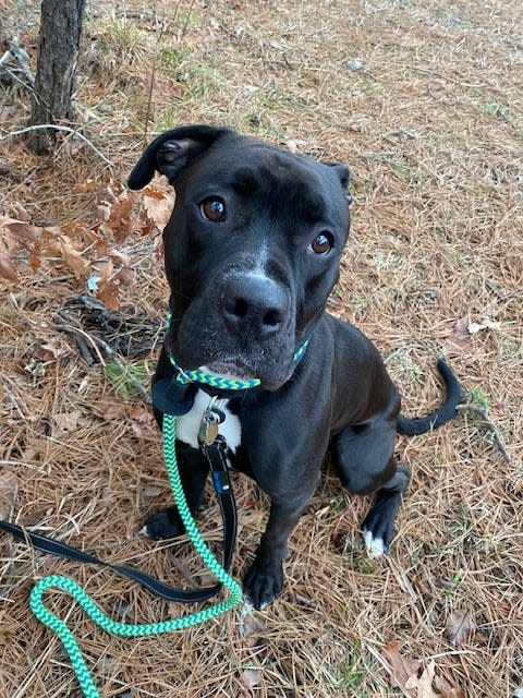 Oreo, a friendly 1 year-old Boxer-mix, is available for adoption in Manahawkin at the Southern Ocean County Animal Facility.