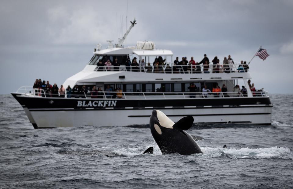 Killer whale breaching next to a boat.