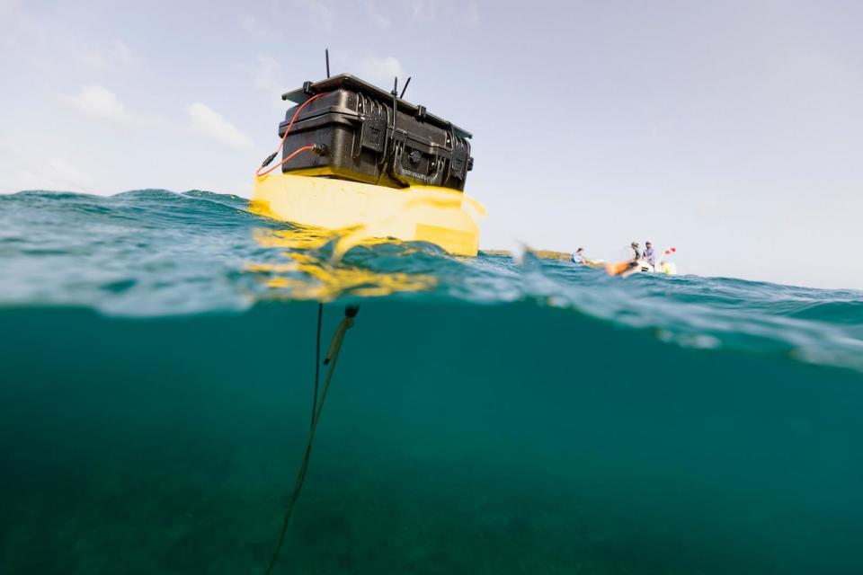 PHOTO: Acoustic enrichment can be a key intervention to support imperiled reefs.  (Dan Mele, ©Woods Hole Oceanographic Institution)