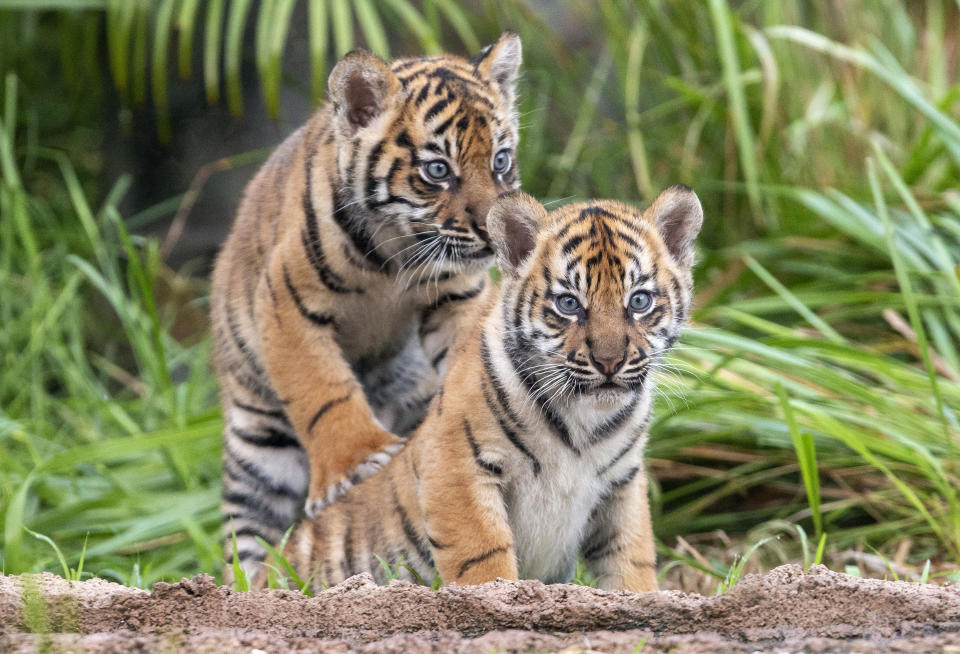 The cubs were pictured making their first public outing on March 21 