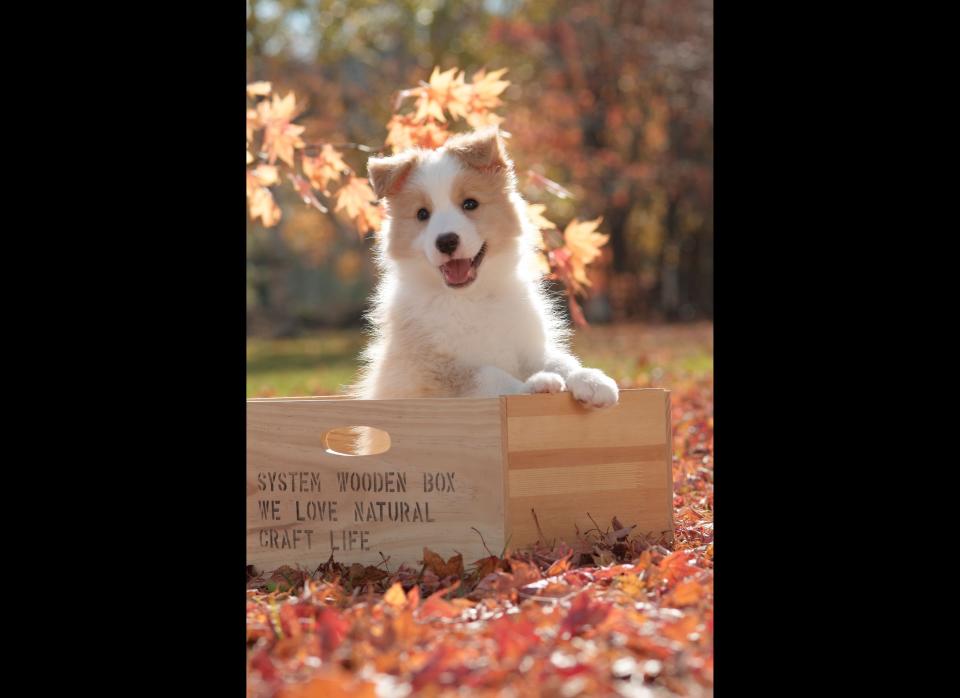 Border collies have remarkable stamina, which unfortunately isn't the case for all men. Not only will these puppies' enthusiasm leave you wondering how they have so much energy, but they also love mental challenges (this little guy would much rather learn new tricks than watch television). 