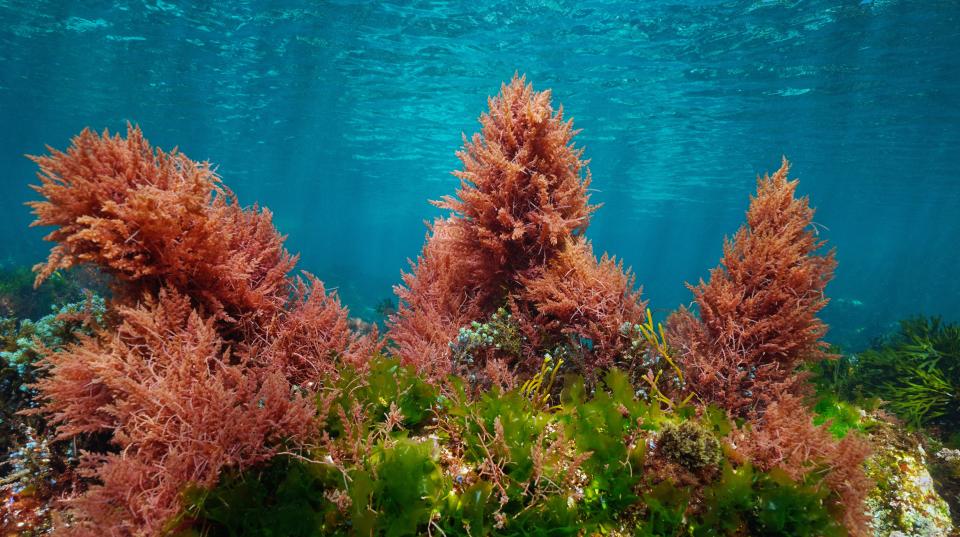 Red algae underwater.