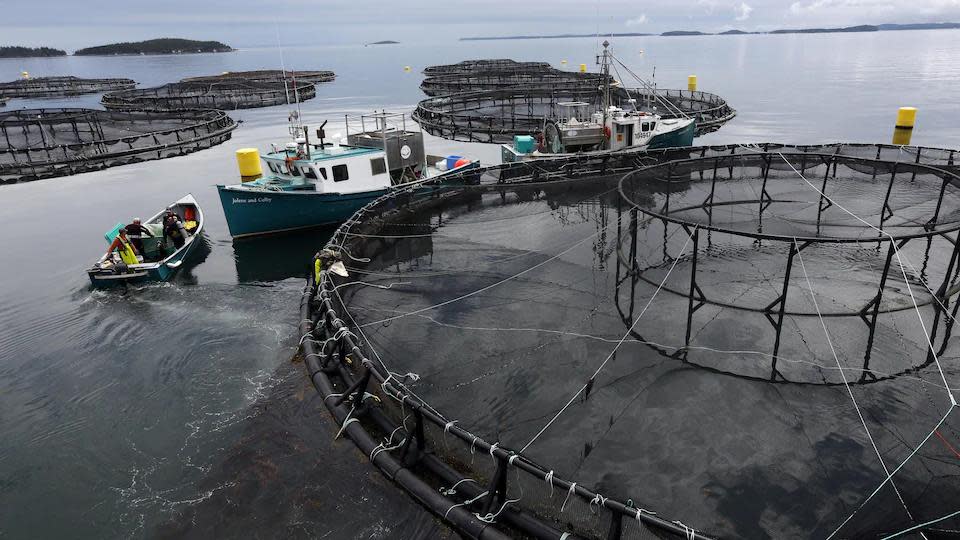 A Cooke Aquaculture salmon farm in Blacks Harbour, N.B. Cooke Inc. says it has completed a C$1.5-billion acquisition of Australian seafood producer Tassal Group Ltd.