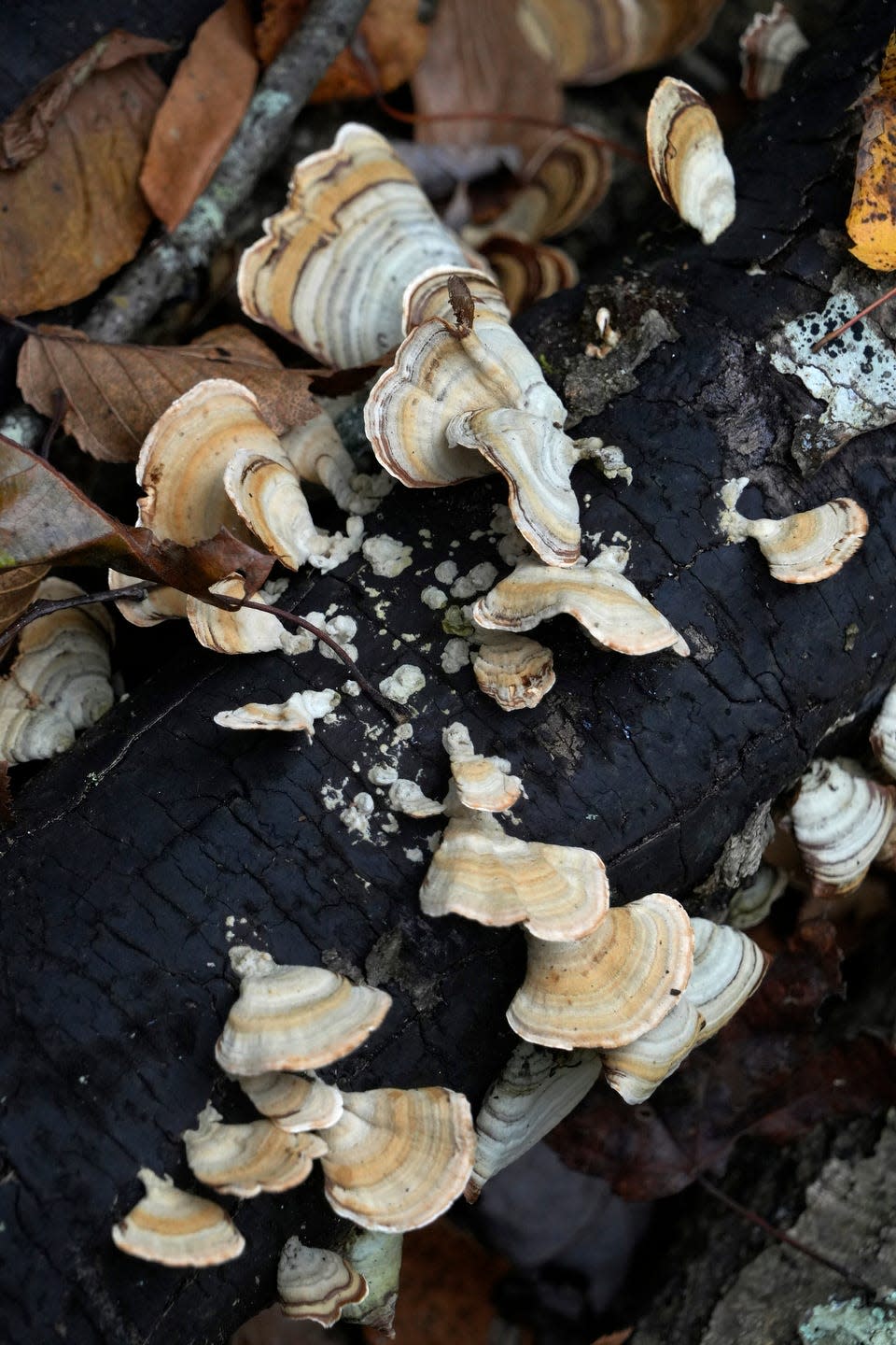 False turkey tail mushrooms and other fungi grow on logs in the woods near Borders Farm in Foster.