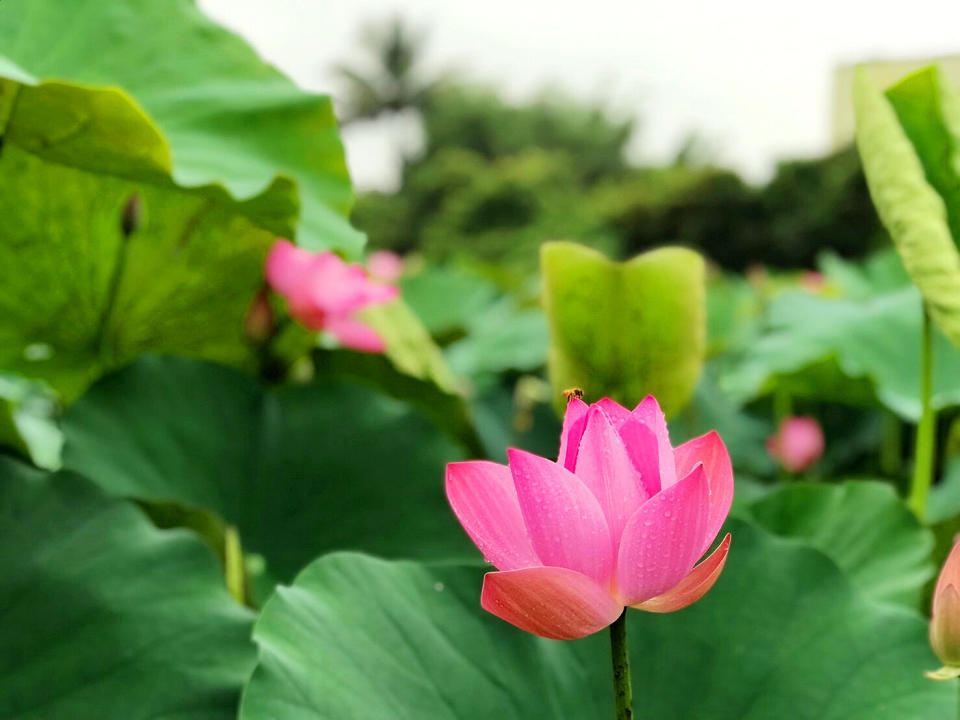 (圖片來源：白河蓮花季活動官網)