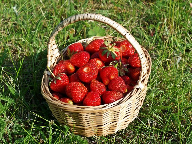 ▲到草莓園採草莓是必不可少的冬季旅程，《NOWnews今日新聞》特別精選全台10處草莓園，讓悠閒享受年假的民眾，規劃回憶滿滿的旅程。（圖／翻攝Pixabay）