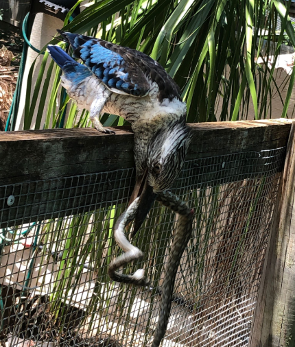 The snake made several attempts to bite the bird but it retaliated by thrashing the reptile. Source: Supplied/ Lauren Rapoport