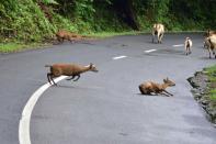 Wild deers cross a National Highway in search for safer places at the flood affected area of Kaziranga National Park in Nagaon District of Assam. (Photo credit should read Anuwar Ali Hazarika/Barcroft Media via Getty Images)