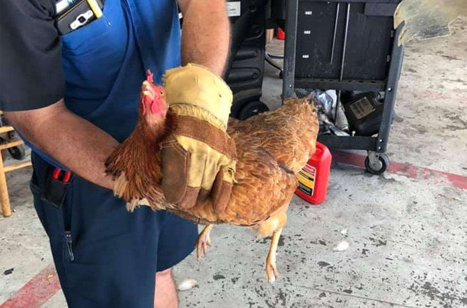 The Ford and the chicken were both returned to the customer, with the vehicle reportedly ‘operating as designed’. Source: Jeremy Ross/Facebook