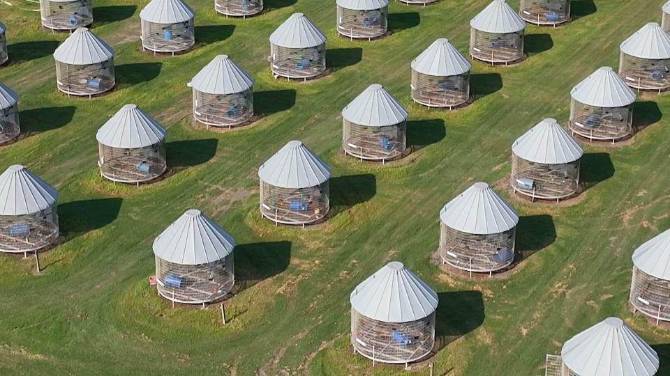 Image: A monkey breeding facility in Alice, TX. Monkeys in the U.S. are bred at large facilities like this for their use in medical research. (NBC News)