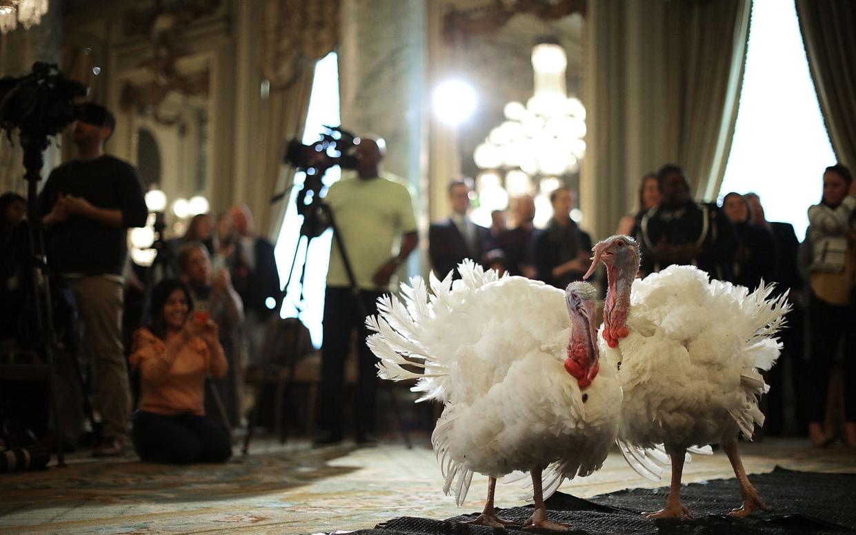 Trump's turkeys arriving for a photo call in Washington yesterday - Getty Images North America