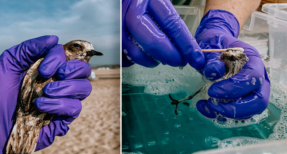 Left - a snowy plover after being rescued at the beach. Right - a snowy plover being cleaned.