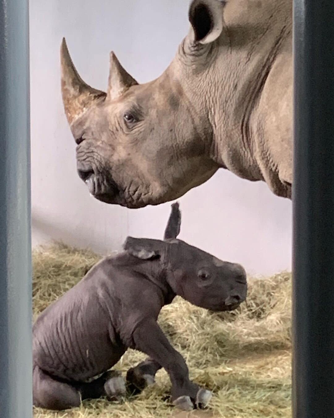 baby rhino