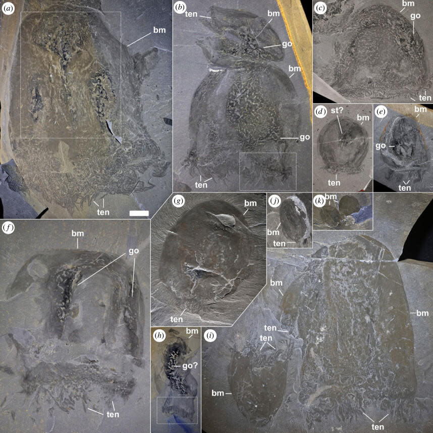 Size variations and general morpho-anatomical details of Burgessomedusa phasmiformis. / Credit: Proceedings of the Royal Society B, Biological Sciences