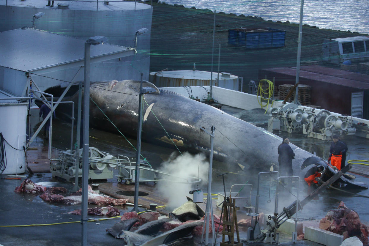 En Islande, une baleine bleue en attente d’abattage à la station baleinière Hvalur hf, le 7 juillet 2018.