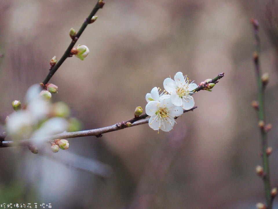 新竹｜清華大學梅園