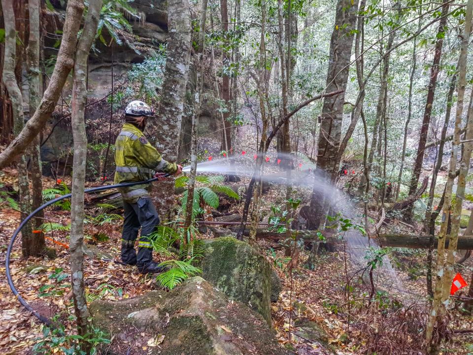 New South Wales National Parks and Wildlife Service personnel use firehoses to dampen the forest floor near trees in the Wollemi National Park in Australia. Specialist firefighters saved the world’s last remaining wild stand of the prehistoric trees from wildfires that razed forests west of Sydney.