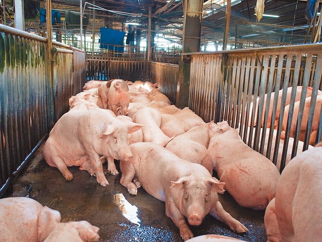 台北、台中皆以地方自治條例為由，拒絕開放瘦肉精美豬。圖為肉品市場待拍賣的毛豬。（張朝欣攝）