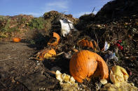 Pumpkins, along with garden waste and other organic waste, await composting at the Anaerobic Composter Facility in Woodland, Calif., Tuesday, Nov. 30, 2021. In January 2022, new rules take effect in California requiring people to recycle their food waste in an effort to reduce greenhouse gas emission in landfills. Most cities will allow the food to go in green waste bins before it's taken to facilities like the one in Yolo County to be composted or turned into energy. (AP Photo/Rich Pedroncelli)