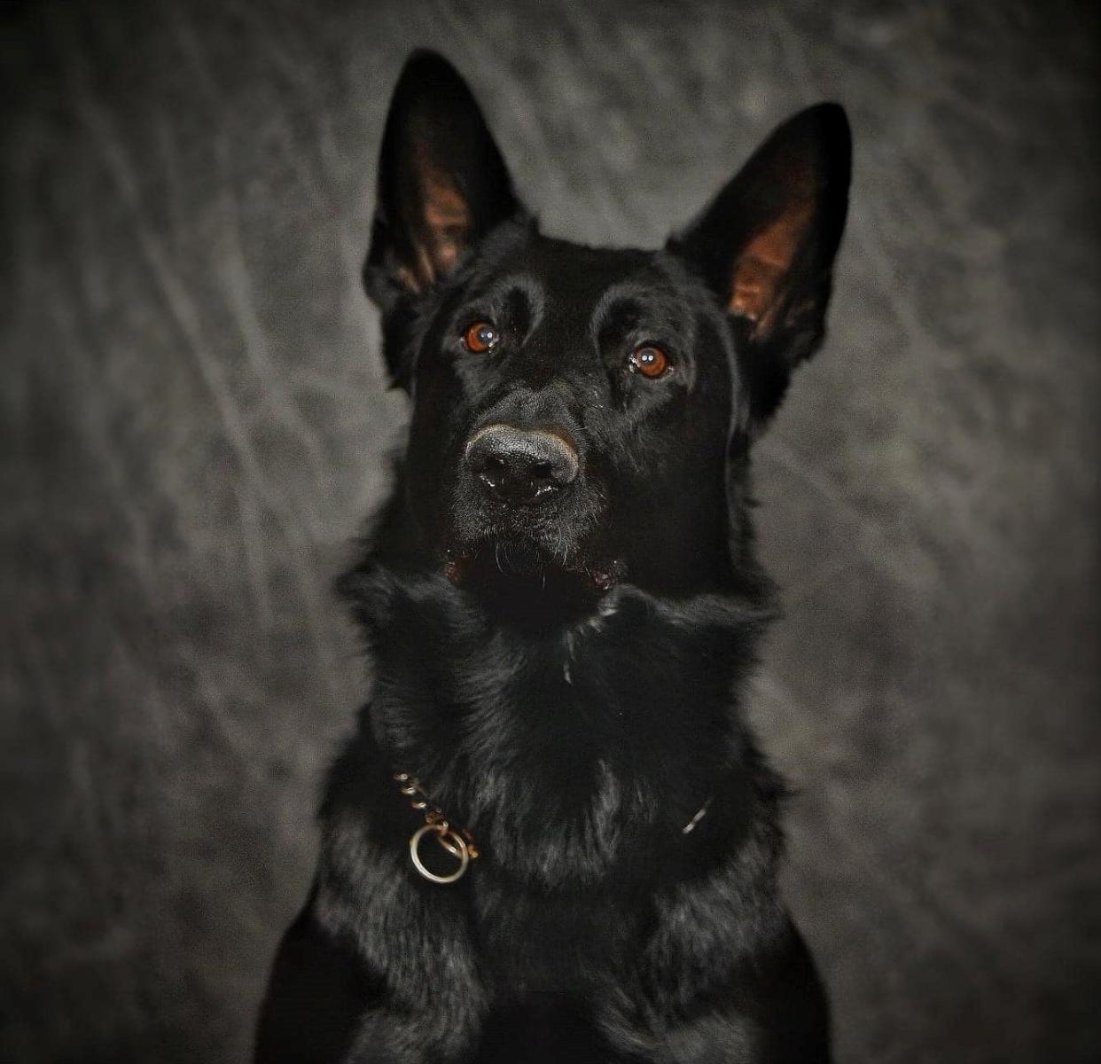 Fury, a K-9 of the Franklin Ohio Division of Police, was killed in a crash Saturday after a wrong-way driver struck a police cruiser in Warren County.