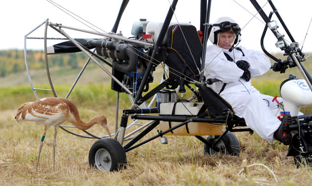 Russian President Vladimir Putin prepares to pilot a motorized hang glider while looking at a crane as he takes part in a scientific experiment as part of the "Flight of Hope", which aims to preserve a rare species of - cranes on September 5, 2012. At the helm of a motorized hang glider that the birds have taken as their leader, Putin made three flights - the first to get familiar with the process, and two others with the birds. AFP PHOTO / RIA NOVOSTI / POOL / ALEXEY DRUZHININ