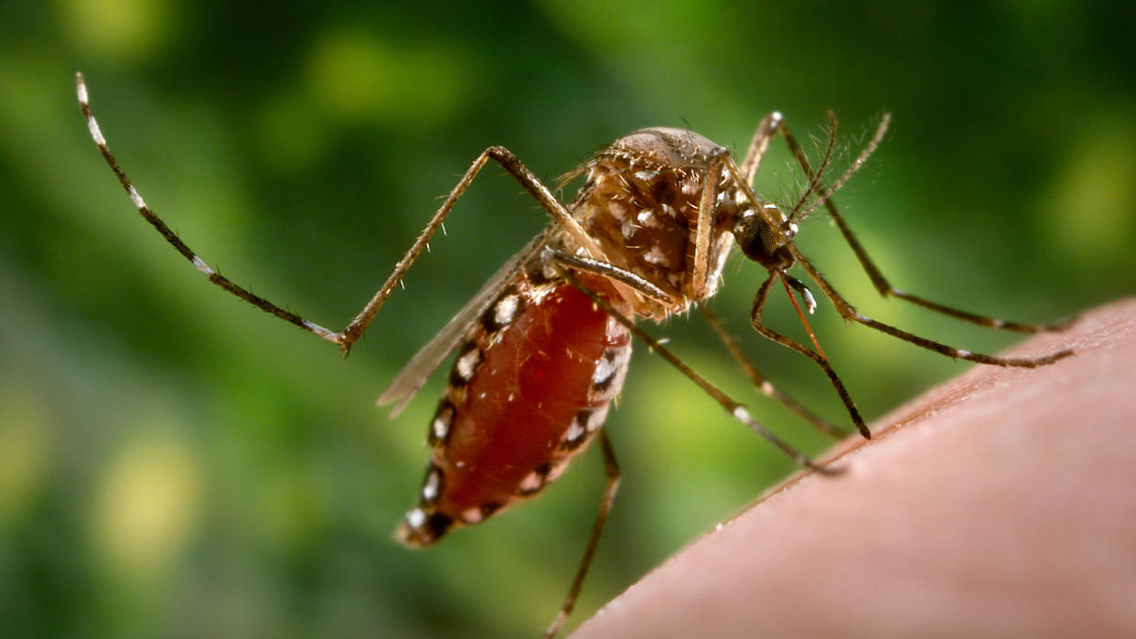 A female mosquito of the species Aedes aegypti pictured engorged with blood and feeding on a human hand,