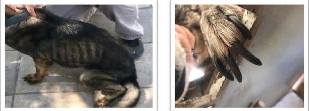 Photos taken in Jordan in 2017 show an underweight canine (left) and a canine needing its nails trimmed. (Photo: oversight.gov)