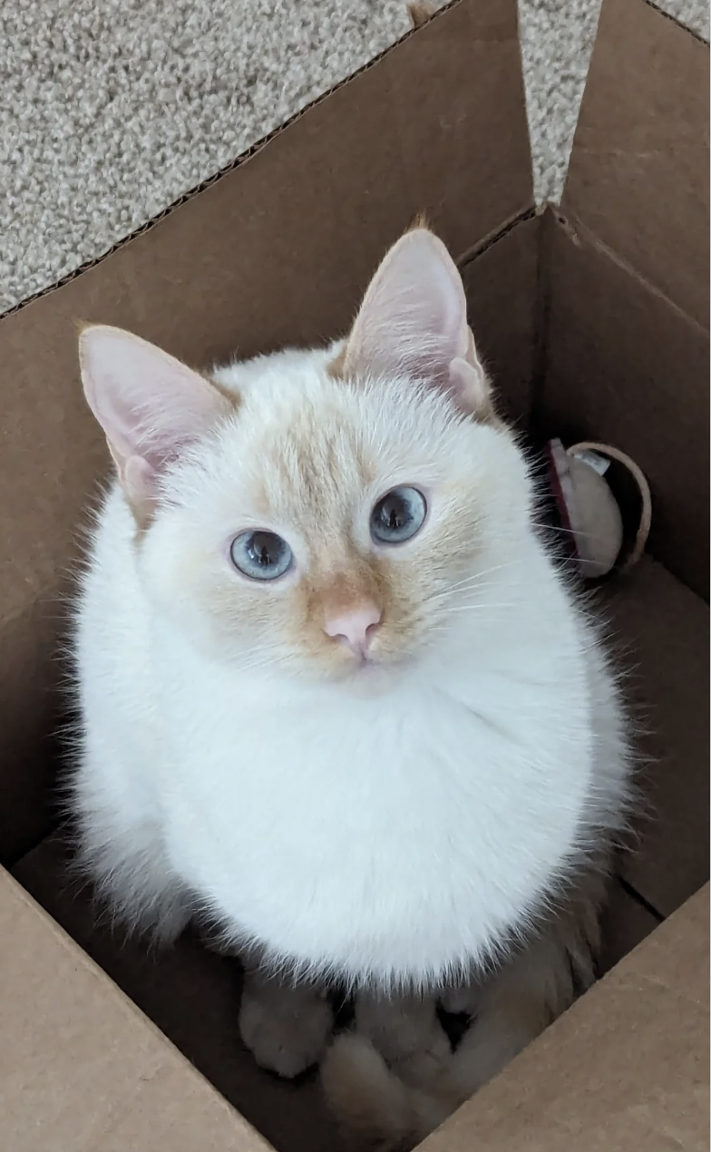 White cat with blue eyes sitting inside a cardboard box