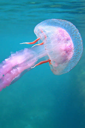 The vast majority of jellyfish stings aren't harmful -- but even so, the pain can put a damper on your day at the beach. <a href="http://www.oprah.com/blogs/An-Estimated-150-Million-People-Will-Be-Stung-By-Jellyfish-This-Year-Read-Dr-Ozs-Advice-on-What-to-do-ifor-WhenYoure-One-of-Them" target="_blank">Dr. Oz has a fast-relief remedy</a>: Fill a bucket with vinegar and soak the affected area for 15 to 30 minutes; the acetic acid in the vinegar stops the tiny darts that a jellyfish injects into your skin from releasing more venom. (However, Dr. Oz says that some people are allergic to jellyfish, so if you're experiencing hives or wheezing, seek emergency help ASAP.)