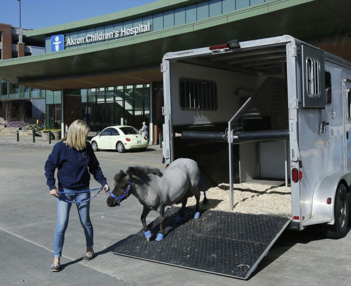 Willie Nelson, a miniature horse, is taken out of the horse trailer by his handler Victory Gallop volunteer Toril Simon for his debut with patients as a therapy horse at Akron Children's Hospital in 2018.